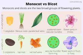 Monocot vs Dicot - How to Tell the Difference