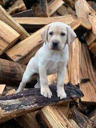 Is there a lab available for adoption that caught your eye? Labrador Retriever Puppies For Adoption Home Facebook