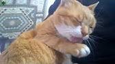 Kedi Neden Mirlar Kedi Neden Hirlar Kedi Mirlamasi Kedi Mirildamasi Kedi Miriltisi Mirmir Faydalari Youtube