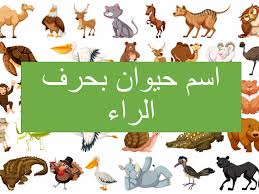 اسم حيوان بحرف الراء مع معلومات مفيدة lettering animals poster