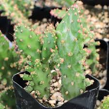 Image result for Opuntia monacantha