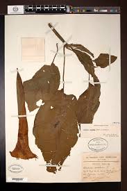 Image result for Loudetia kagerensis