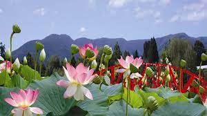Buy flowers from just $50 in melbourne. Blue Lotus Water Garden Attraction Yarra Valley Dandenong Ranges Victoria Australia