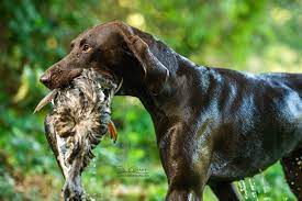 Dk Deutsch Kurzhaar German Shorthaired Pointer Vorstehhund Jagdhund Jagdhundefotos Jagdhundefotografie Juliakauer Jagdf Jagdhunde Deutsch Kurzhaar Jagd