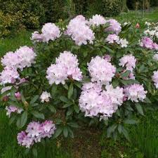 Rhododendron Hoppy Harrod Horticultural Shade Garden Rhododendron Shrubs