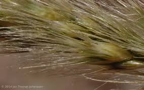 Image result for Enneapogon cenchroides