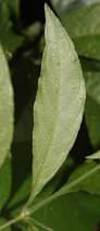 Image result for Rhinacanthus submontanus