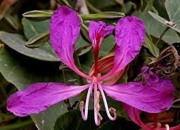 Image result for Bauhinia purpurea