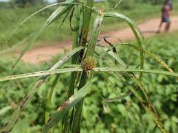 Image result for Kyllinga erecta