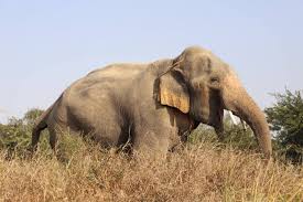 News Wildlife Sos