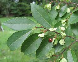 179 likes · 4 talking about this · 101 were here. Fruit Samara Elliptic Ovate 1 3 Long Notched At Apex Seed In Middle Ripens Sept Oct Elm Trees Trees To Plant Chinese Elm