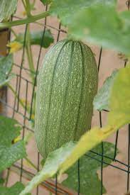 Striped Spaghetti Squash Squash Squashes Fruit