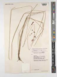 Image result for Rhynchospora brownii