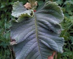 Image result for Streptocarpus umtaliensis