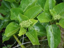 Image result for Premna serratifolia