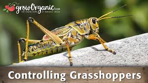 The one, the only and the original grasshopper trap! Controlling Grasshoppers Youtube
