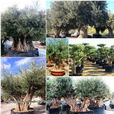 La empresa olivos lorente sl acumula 12 años de antigüedad. Plantas Lista De Empresas De Plantas Direcciones Y Telefono