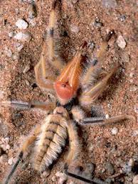 In the dark and under an ultraviolet light, the dogs glow a reddish orange. Common Spider Bite Symptoms Household Wolf Spider Everyday Health