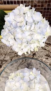 Maybe you would like to learn more about one of these? How To Dry Flowers Drying Flowers With Silica Gel Sand Drying Hydrangeas Dried Flowers Proce Video Dried Flowers How To Preserve Flowers Dried And Pressed Flowers