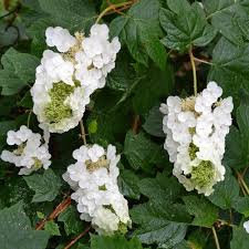 Image result for Hydrangea quercifolia