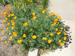 Image result for Eschscholzia