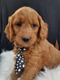 As ohio boasts a moderate pet ownership percentage, it is no stranger to accommodating while you are visiting, be sure to take a look at the listings of dogs in the area that are available for sale. Beautiful Minigoldendoodle Mini Goldendoodle Puppies Mini Goldendoodle Puppies For Sale