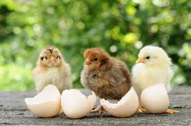 Counting Your Chickens Before They Hatch How To Overcome Sales Forecasting Anxiety Business 2 Community