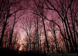 pin by sydney honda on artsy colored forest sky landscape surreal photos