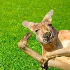 Kangaroo Hangover P