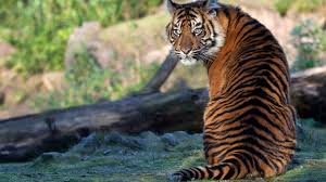 100+ vectors, stock photos & psd files. Picture Tigers Pose Human Back Sit Back View Animals 2560x1440