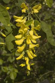 Image result for Laburnum