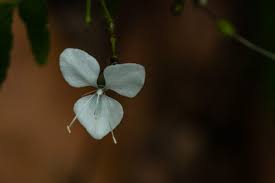 Image result for Aneilema