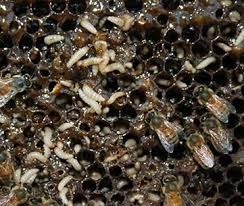 When these eggs hatch, the larvae begin feasting on the hive's resources. Small Hive Beetle Bee Aware