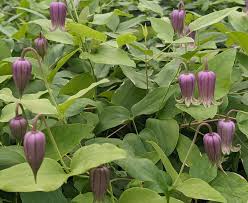 Image result for Clematis costata
