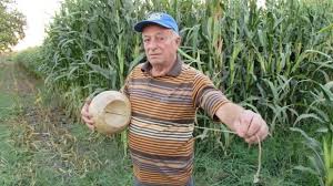 Yaban Domuzlarindan Kurtulmak Icin Su Kabagindan Domuzsavar Su