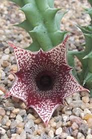 Image result for Huernia kirkii