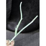 Image result for Cissus humbertii