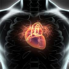 Herzklappenerkrankungen Neue Minimalinvasive Therapien