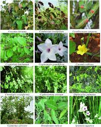 Image result for Ctenolepis cerasiformis