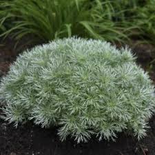 Image result for Artemisia sp.no.1