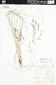 Image result for Eragrostis botryodes