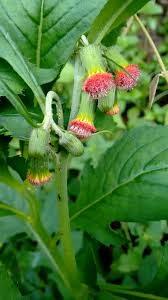 Image result for Crassocephalum