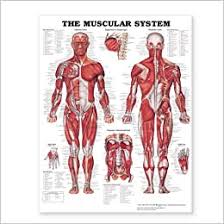 Learn more about muscles, bones, and their injuries with our detailed musculoskeletal reference app. The Muscular System Giant Chart 9781587799815 Medicine Health Science Books Amazon Com