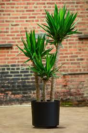 A gorgeous, masculine profile, perfect for office or home. Yucca Cane Yucca Plant Yucca Plants