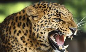 തുണി അലക്കുന്നതിനിടെ സ്ത്രീയെ പുലി ആക്രമിച്ചു; മലപ്പുറം പൂക്കോട്ടുംപാടത്ത് ജനങ്ങൾ ഭീതിയിൽ