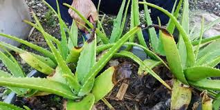 Mesir menggunakan tanaman lidah buaya untuk pengobatan luka, luka. 8 Manfaat Lidah Buaya Bagi Kesehatan Jadi Bahan Untuk Cuci Tangan Merdeka Com