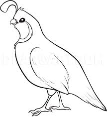 2) click on the coloring page image in the bottom half of the screen to make that frame active. How To Draw A Quail Coloring Page Trace Drawing