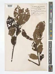 Image result for Maesobotrya floribunda