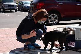 How to avoid puppy adoption scams. Why Now Might Be The Best Time To Adopt A Pet In Seattle Seattle Met