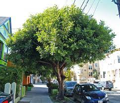 Carob Tree Ceratonia Siliqua Flowering Trees Garden Design Garden Trees